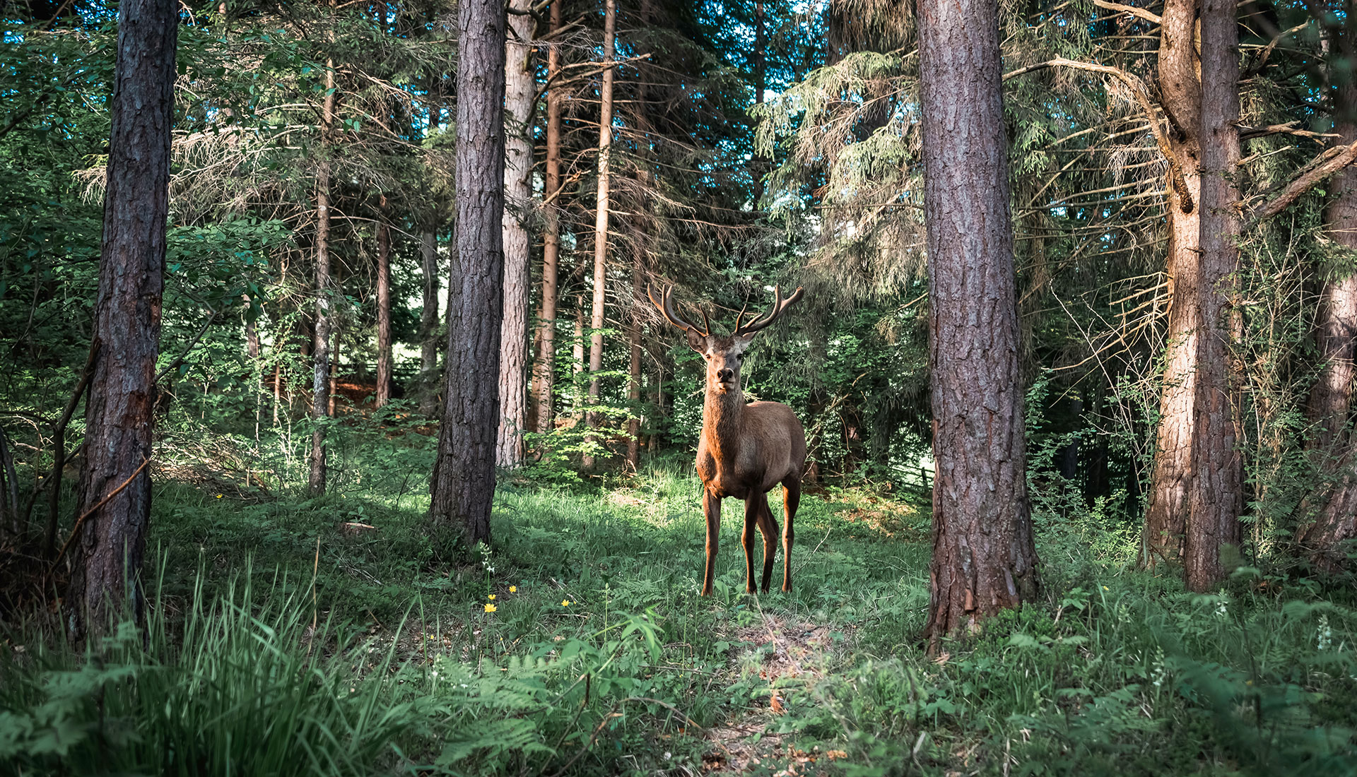 Luogo dell'evento Alto Adige Natura